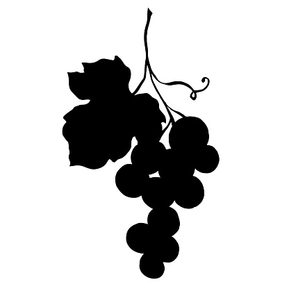 Vector Grape berry healthy food. Black and white engraved ink art. Isolated grapes illustration element. Black silhouette illustration shape outline.