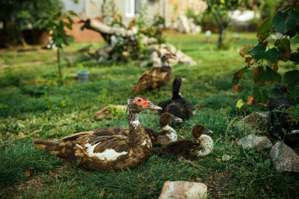 istock Ducks on green grass. Farm in the village. 1180843479