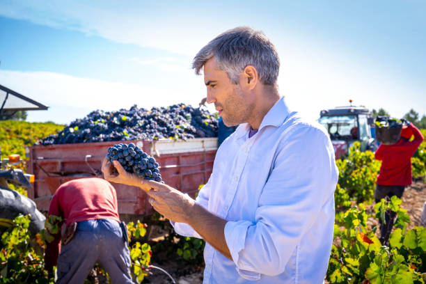 oenologue de vigneron retenant des raisins rouges de vin à la récolte de raisin - winemaking grape harvesting crop photos et images de collection