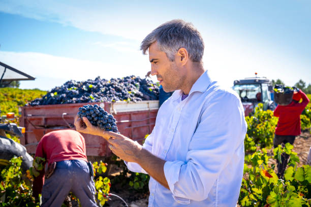 Winemaker oenologist holding red wine grapes at grape harvest Winemaker oenologist holding red wine grapes at grape harvest in Mediterranean vineyards wine producer stock pictures, royalty-free photos & images