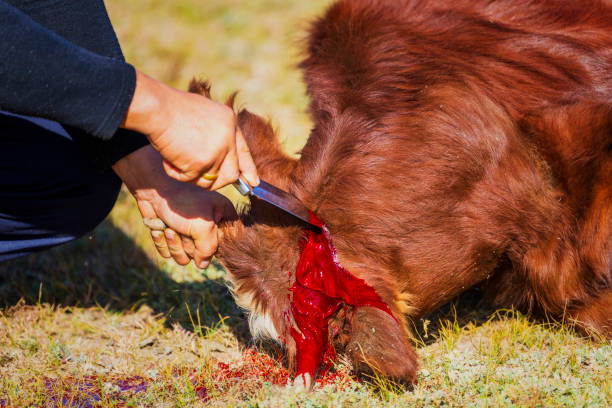 Halal, Butcher's Shop, Animal