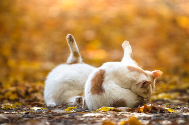 istock Two identical cats brothers wash themselves on a blurred autumn background 1180846640