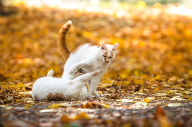 istock Two cats fight in autumn leaves on a bright orange background 1180846643