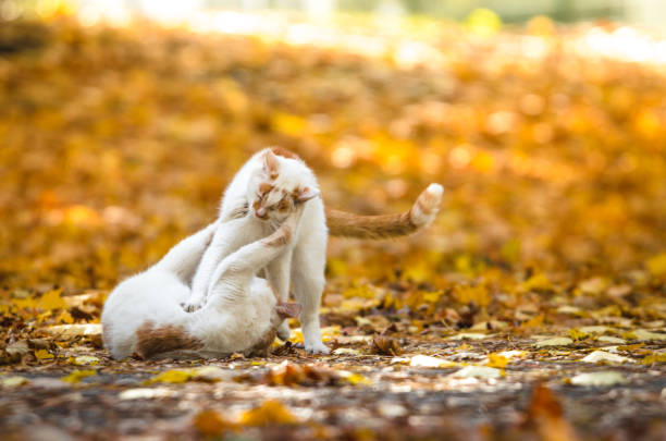 istock Two cats play in autumn leaves on a bright orange background 1180846650