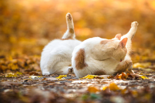 istock Two identical cats brothers wash themselves on a blurred autumn background 1180846652