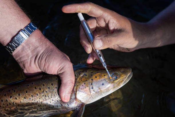 forscher nehmen messungen vor und markieren einen fisch - fish parasite stock-fotos und bilder