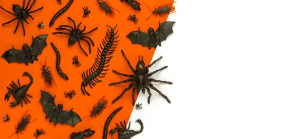 Photo of Black Halloween creepy crawly bugs and spiders on orange background with blank white space for text or image