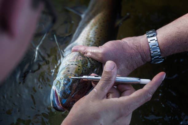 forscher nehmen messungen vor und markieren einen fisch - fish parasite stock-fotos und bilder