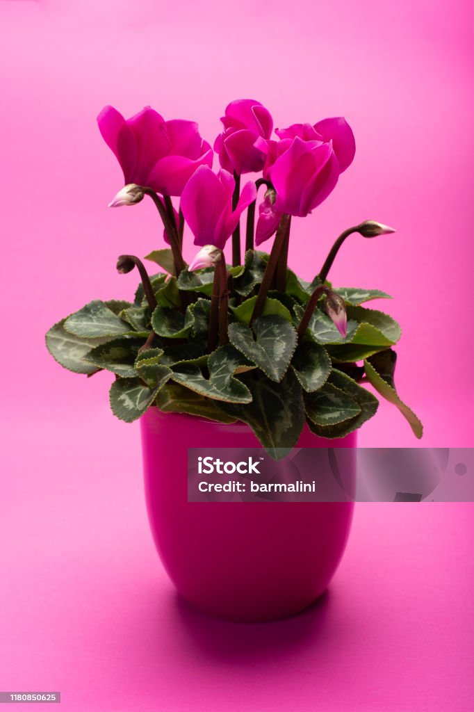 Foto de Uma Planta Corderosa Do Cyclamen Com Flores No Potenciômetro  Corderosa No Fundo Corderosa Na Moda Espaço Da Cópia e mais fotos de stock  de Cíclame - iStock