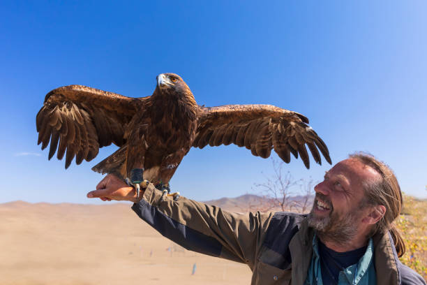 Men with Eagle, Mongolia Asia, Eurasia, Independent Mongolia, Inner Mongolia hawk bird photos stock pictures, royalty-free photos & images