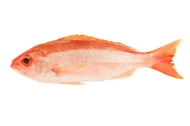 Photo of Red snapper raw fish isolated on white