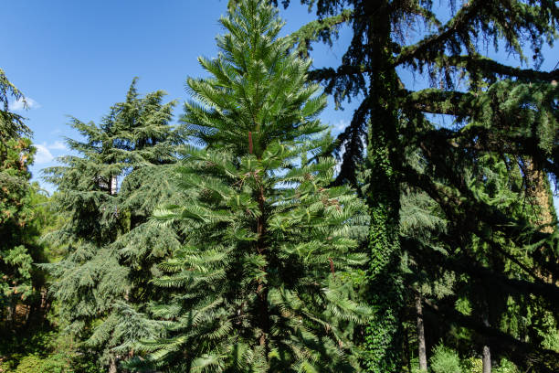 wollemi pine - antiguo árbol wollemia nobilis en el parque aivazovsky o parque paradise en pertenit, crimea. el árbol único del período jurásico. - nobilis fotografías e imágenes de stock