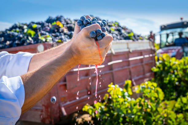 enologo che stringe uva rossa con le mani - vendemmia foto e immagini stock