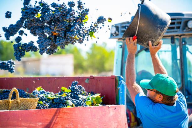 selektor wina opróżnia wiadro winogron do ciągnika - senior adult caucasian farmer grape harvesting zdjęcia i obrazy z banku zdjęć