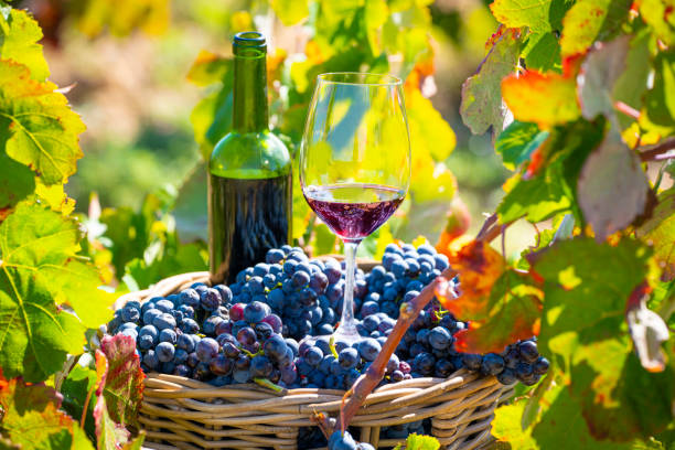 grape harvest bucket with red wine bottle and wine glass in Mediterranean vineyard