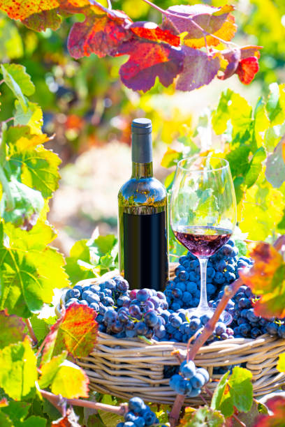 istock grape harvest bucket with red wine bottle and wine glass 1180852127