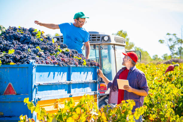 viticoltore e raccoglitore d'uva parlando con il controllo qualità tablet pc - ipad farmer agronomy pc foto e immagini stock