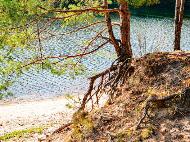 istock Sandy shore of a forest river in pines. 1180855162