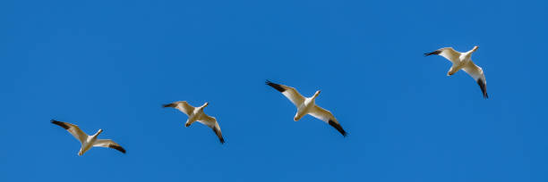 istock Snow gooses flying in blue sky 1180855257