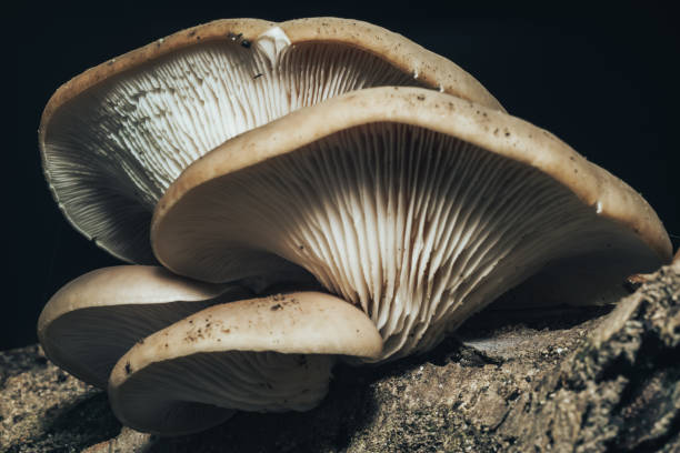 istock Close up Beautiful growing mushrooms in the old walnut tree on black background. 1180856384
