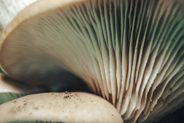istock Close up Beautiful growing mushrooms   tree background. Macro Photography view. 1180856608
