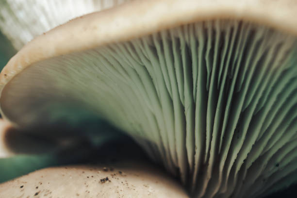 istock Close up Beautiful growing mushrooms   tree background. Macro Photography view. 1180856617
