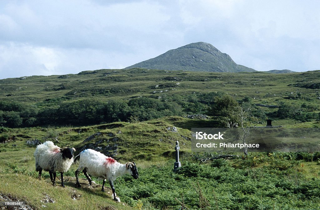 Ovejas en un cementerio de Irlanda - Foto de stock de Aire libre libre de derechos