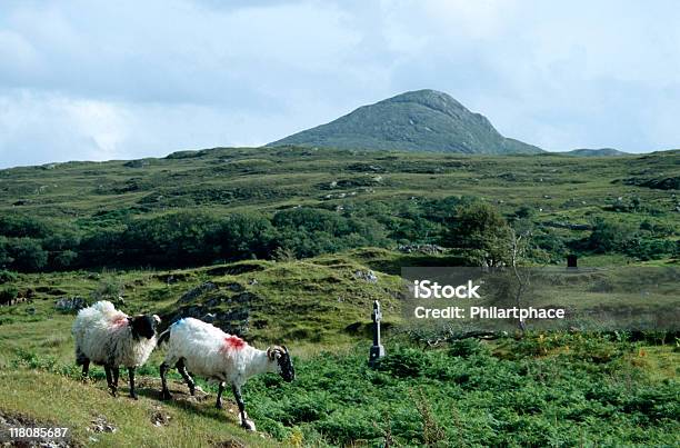 Ovelhas Em Um Cemitério Na Irlanda - Fotografias de stock e mais imagens de Animal - Animal, Ao Ar Livre, Blackface Sheep