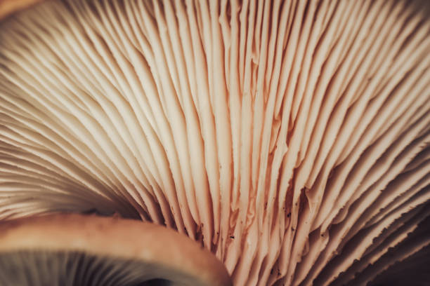 istock Close up Beautiful growing mushrooms  in the yellow light  tree background texture. Macro Photography view. 1180857025