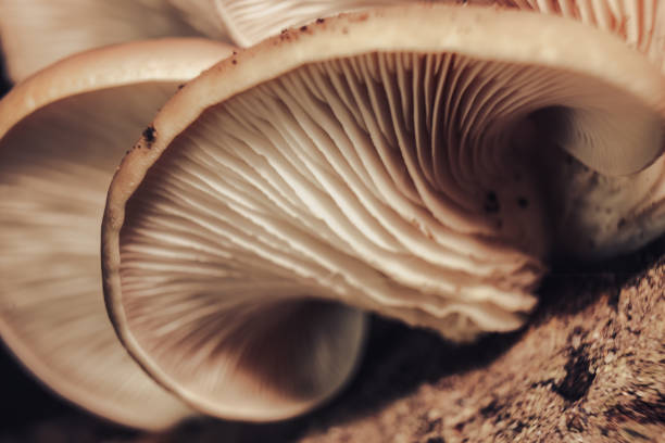 istock Close up Beautiful growing mushrooms  in the yellow light  tree background texture. Macro Photography view. 1180857073