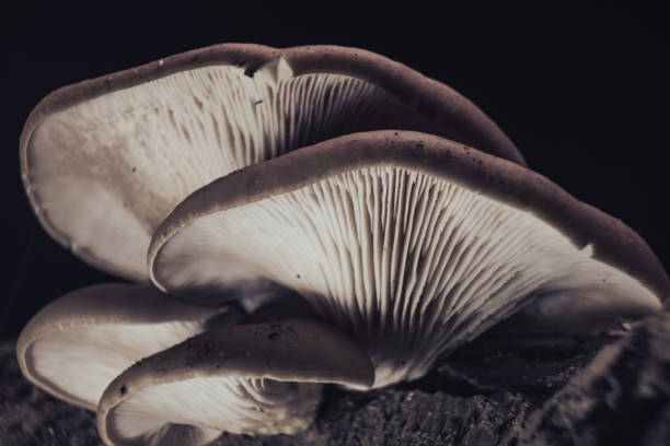 istock Close up Beautiful growing mushrooms in the old walnut tree on black background. 1180857123