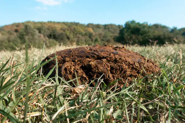 Fresh cow patty on grass.Cow excrement.