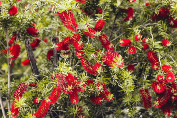 istock Bottle brush flower - Callistemon, with green leaves 1180858176