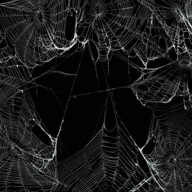 Photo of Real spooky spider webs hanging together to make a frame. Halloween background.