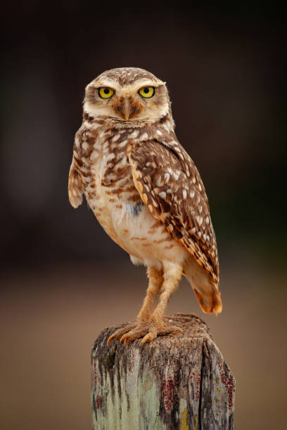 istock A Burrowing Owl (Athene cunicularia) perched on a pole against dark background, facing the camera. 1180860255