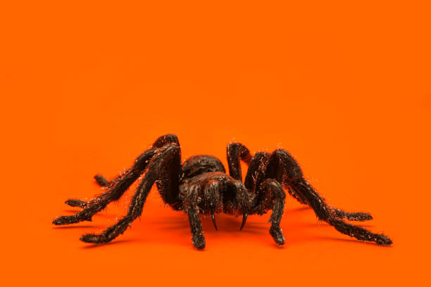 istock Single real tarantula spider on orange background. Creepy Halloween concept with blank space for text. 1180862398