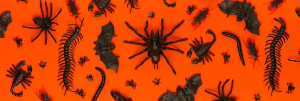 Photo of Black Halloween creepy crawly bugs and spiders on orange background
