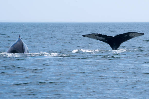istock Two whales playing one with fluke up 1180862602