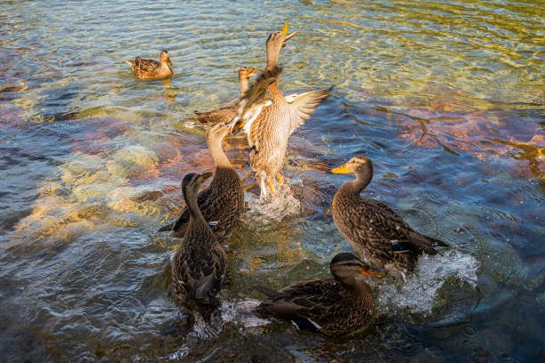 istock Ducks fly to eat food 1180863411