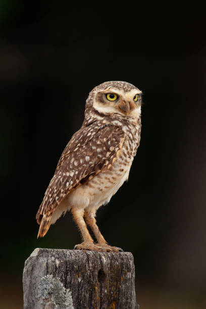 istock A Burrowing Owl (Athene cunicularia) perched on a pole against dark background. 1180864472