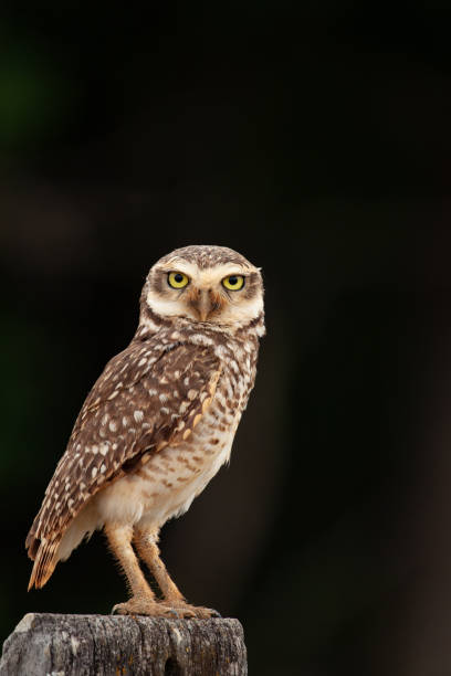 istock A Burrowing Owl (Athene cunicularia) perched on a pole against dark background, facing the camera. 1180864500
