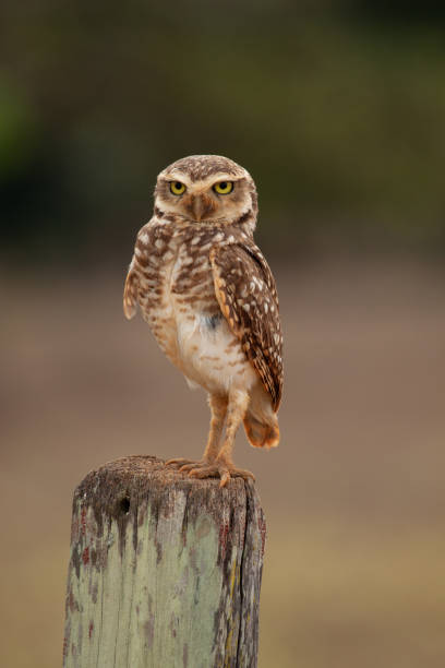 istock A Burrowing Owl (Athene cunicularia) perched on a pole against dark background, facing the camera. 1180864505