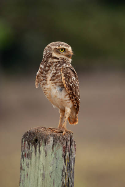 istock A Burrowing Owl (Athene cunicularia) turning his head to the other side. Adaptation concept. 1180864517