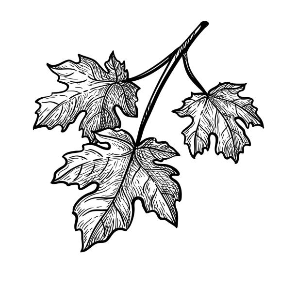 Ink sketch of maple branch. Ink sketch of maple branch. Three leaves. Hand drawn vector illustration isolated on white background. Retro style. maple tree stock illustrations