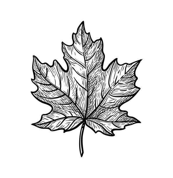 Ink sketch of maple leaf. Ink sketch of maple leaf. Hand drawn vector illustration isolated on white background. Retro style. maple leaf stock illustrations