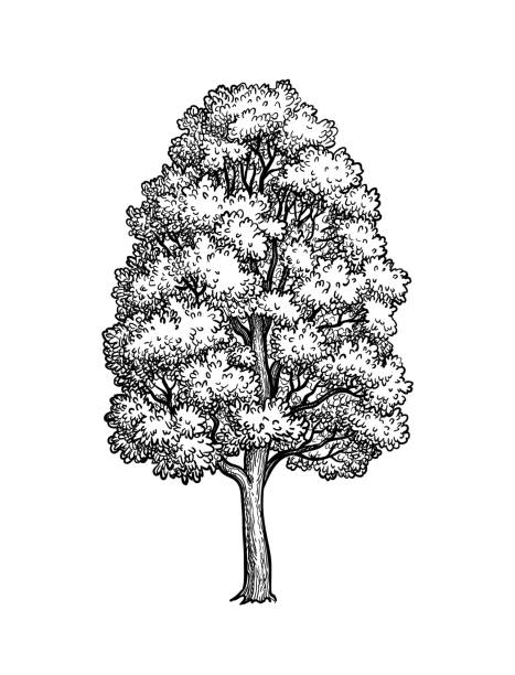 ilustrações, clipart, desenhos animados e ícones de esboço da tinta da árvore de bordo. - maple tree illustrations