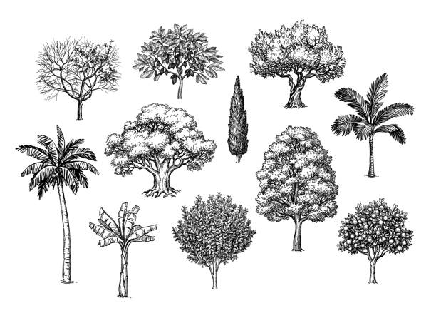 Ink sketch of trees. Ink sketch of trees. Isolated on white background. Big set. Vintage style collection. Hand drawn vector illustration. engraving stock illustrations