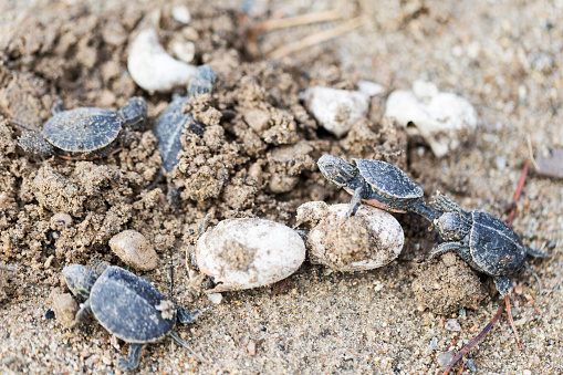 Baby Painted Turtles hatching from their eggs.