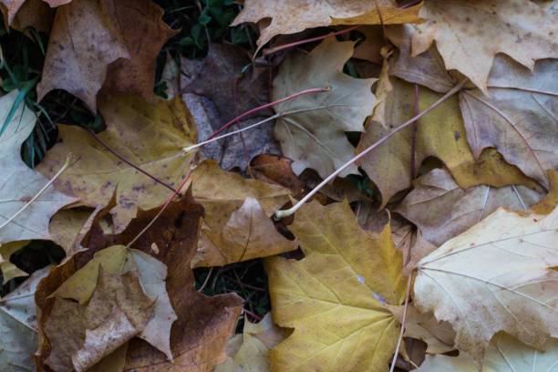 istock Autumn has come, autumn is here. 1180868984