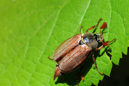 This insect often lives in forests and often lands on green leaves